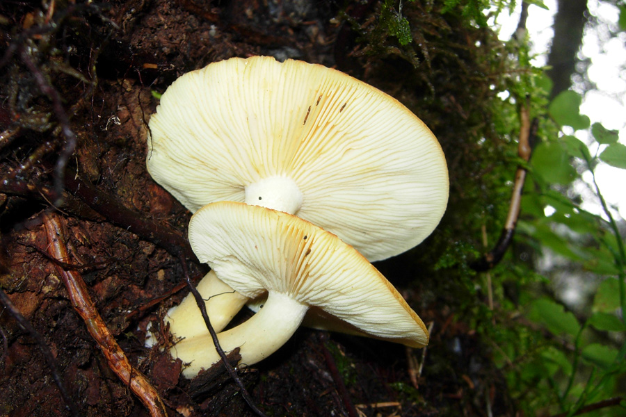 Ultimi funghi dal Trentino